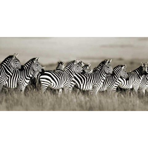 Grants zebra, Masai Mara, Kenya Gold Ornate Wood Framed Art Print with Double Matting by Krahmer, Frank