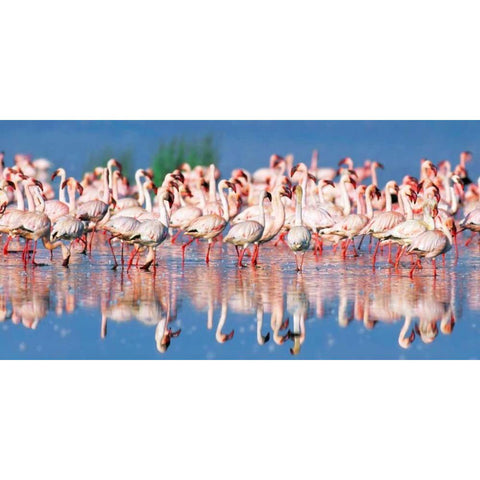 Lesser flamingo, Lake Nakuru, Kenya White Modern Wood Framed Art Print by Krahmer, Frank