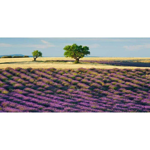 Lavender field and almond tree, Provence, France Black Modern Wood Framed Art Print by Krahmer, Frank