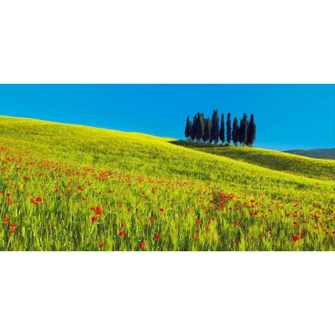 Cypress and corn field, Tuscany, Italy Gold Ornate Wood Framed Art Print with Double Matting by Krahmer, Frank
