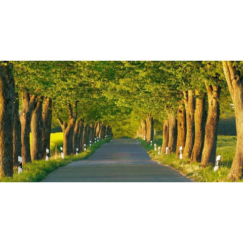 Lime tree alley, Mecklenburg Lake District, Germany Gold Ornate Wood Framed Art Print with Double Matting by Krahmer, Frank