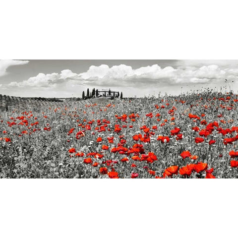 Farm house with cypresses and poppies, Tuscany, Italy Black Modern Wood Framed Art Print with Double Matting by Krahmer, Frank