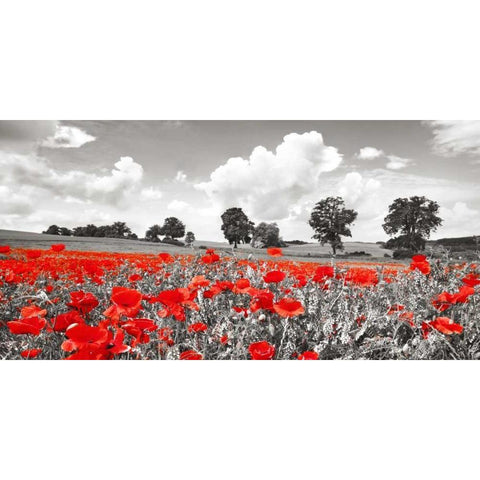 Poppies and vicias in meadow, Mecklenburg Lake District, Germany Black Modern Wood Framed Art Print by Krahmer, Frank