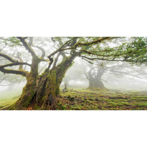 Laurel forest in fog, Madeira, Portugal Black Modern Wood Framed Art Print with Double Matting by Krahmer, Frank