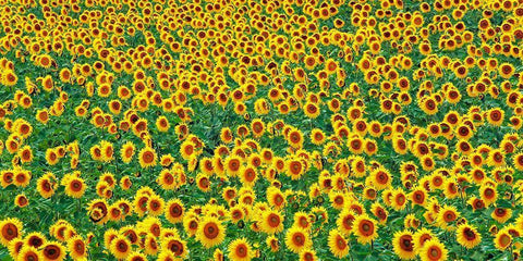 Sunflower field, France White Modern Wood Framed Art Print with Double Matting by Frank, Krahmer
