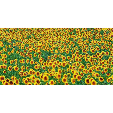 Sunflower field, France Black Modern Wood Framed Art Print with Double Matting by Frank, Krahmer