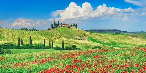 Farmhouse with Cypresses and Poppies- Val dOrcia- Tuscany  White Modern Wood Framed Art Print with Double Matting by Krahmer, Frank