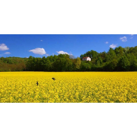 Volo di rondini Black Modern Wood Framed Art Print by Ferrua, Fulvio