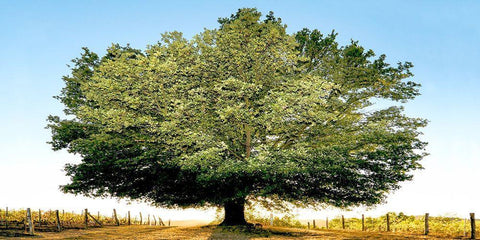 Un secolo di tramonti White Modern Wood Framed Art Print with Double Matting by Fulvio, Ferrua