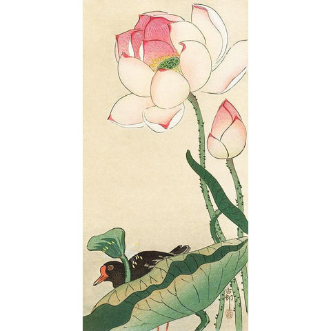 Lotus Flowers White Modern Wood Framed Art Print by Koson, Ohara