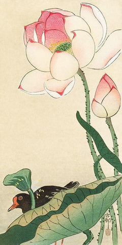 Lotus Flowers Black Ornate Wood Framed Art Print with Double Matting by Koson, Ohara