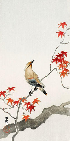 Japanese Jay on Maple Black Ornate Wood Framed Art Print with Double Matting by Anonymous