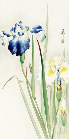 Irises White Modern Wood Framed Art Print with Double Matting by Koson, Ohara