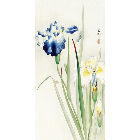 Irises White Modern Wood Framed Art Print by Koson, Ohara