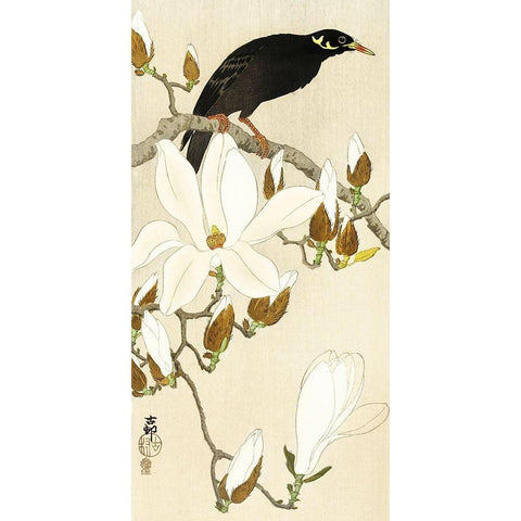 Myna on Magnolia Branch White Modern Wood Framed Art Print by Koson, Ohara