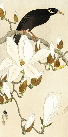 Myna on Magnolia Branch Black Ornate Wood Framed Art Print with Double Matting by Koson, Ohara