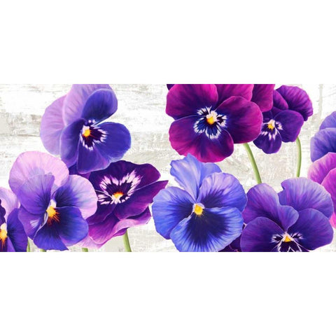 Dance of Pansies Black Modern Wood Framed Art Print by Thomlinson, Jenny