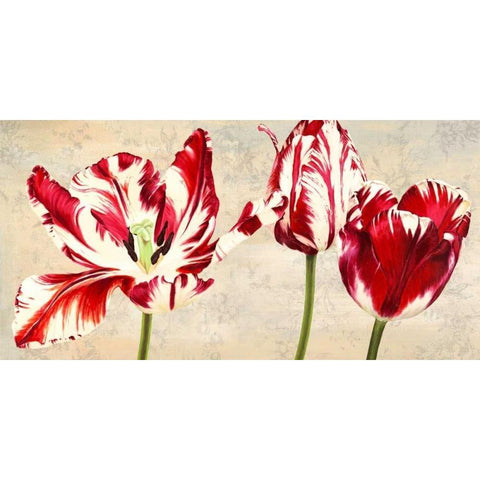 Tulipes Royales Black Modern Wood Framed Art Print with Double Matting by Villa, Luca