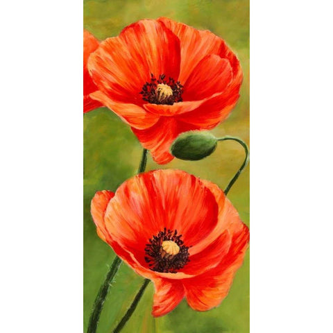 Poppies in the wind II White Modern Wood Framed Art Print by Villa, Luca