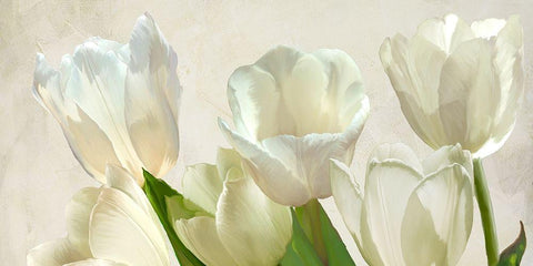 White Tulips (detail) White Modern Wood Framed Art Print with Double Matting by Villa, Luca