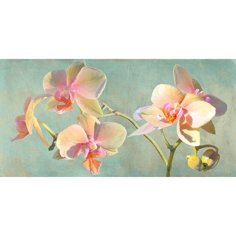 Jewel Orchids White Modern Wood Framed Art Print by Villa, Luca