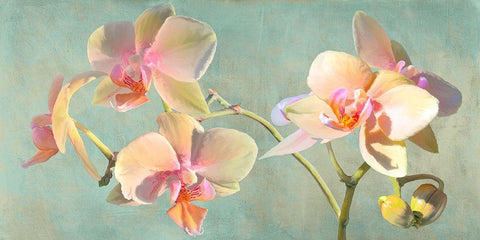 Jewel Orchids White Modern Wood Framed Art Print with Double Matting by Villa, Luca