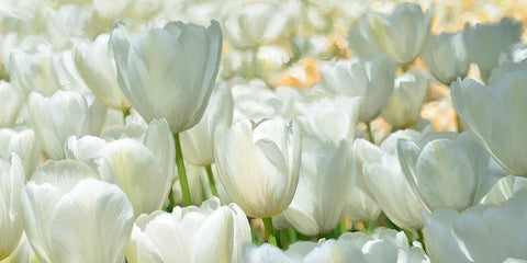 Field of White Tulips White Modern Wood Framed Art Print with Double Matting by Villa, Luca