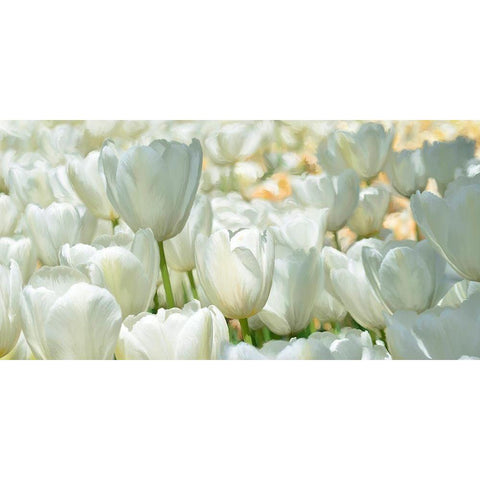 Field of White Tulips Black Modern Wood Framed Art Print by Villa, Luca