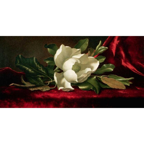 Magnolia Black Modern Wood Framed Art Print with Double Matting by Heade, Martin Johnson