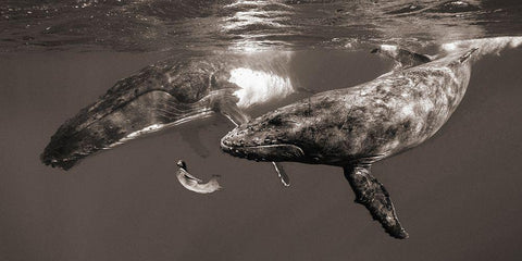 La Fille de la Mer White Modern Wood Framed Art Print with Double Matting by Moreau, Marc