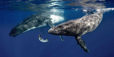 La Fille de la Mer (couleur) Black Ornate Wood Framed Art Print with Double Matting by Moreau, Marc