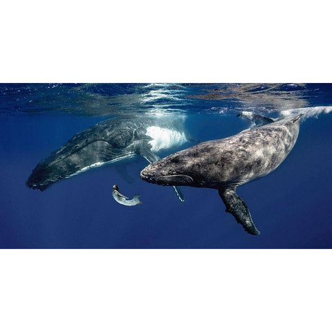 La Fille de la Mer (couleur) Gold Ornate Wood Framed Art Print with Double Matting by Moreau, Marc