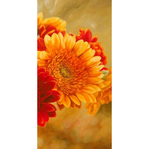 Gerbere nel sole III Black Modern Wood Framed Art Print with Double Matting by Biffi, Serena