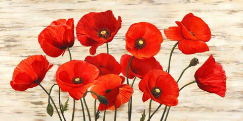 French Poppies White Modern Wood Framed Art Print with Double Matting by Biffi, Serena