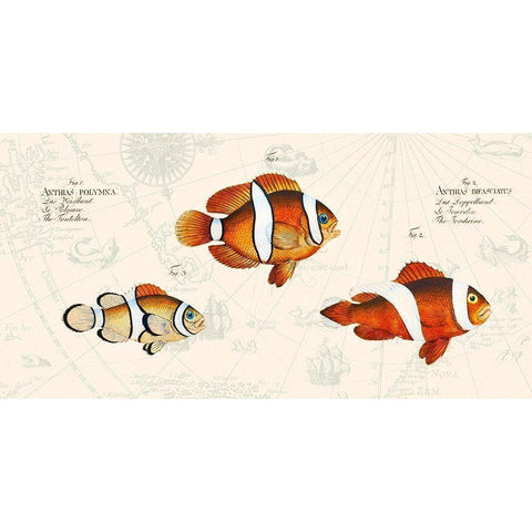 Tropical fish I- After Bloch Black Modern Wood Framed Art Print with Double Matting by Lamanche, Stef