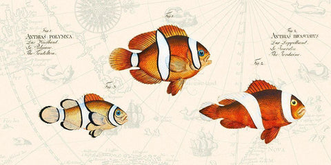 Tropical fish I- After Bloch White Modern Wood Framed Art Print with Double Matting by Lamanche, Stef