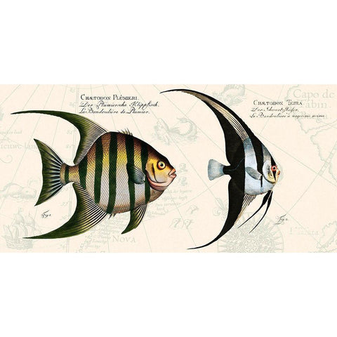 Tropical fish II-  After Bloch Black Modern Wood Framed Art Print by Lamanche, Stef