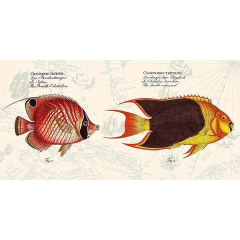 Tropical fish III-  After Bloch Black Modern Wood Framed Art Print with Double Matting by Lamanche, Stef