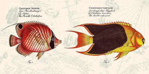 Tropical fish III-  After Bloch White Modern Wood Framed Art Print with Double Matting by Lamanche, Stef