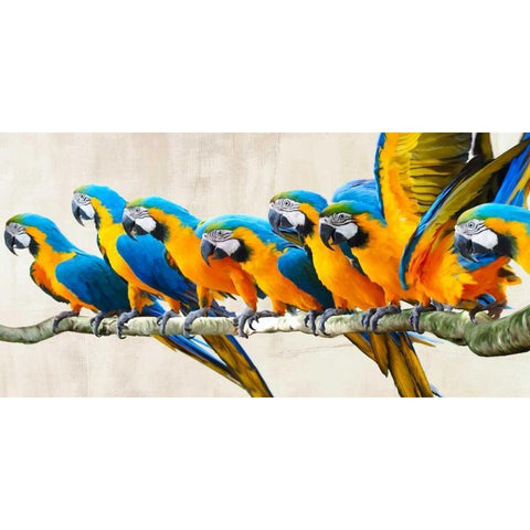 Ara Parade White Modern Wood Framed Art Print by Rizzardi, Teo