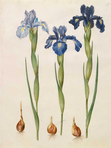 Iris xiphioides White Modern Wood Framed Art Print with Double Matting by Holtzbecher, Johannes S.