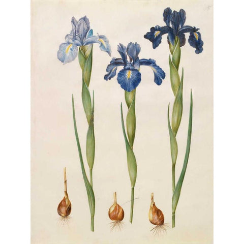 Iris xiphioides Black Modern Wood Framed Art Print with Double Matting by Holtzbecher, Johannes S.