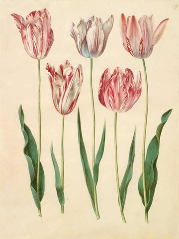 Tulipa gesneriana White Modern Wood Framed Art Print with Double Matting by Holtzbecher, Johannes S.