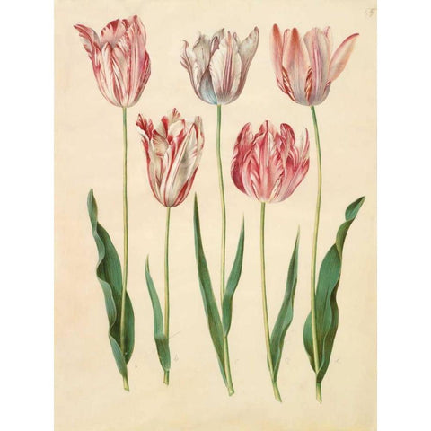 Tulipa gesneriana Black Modern Wood Framed Art Print with Double Matting by Holtzbecher, Johannes S.