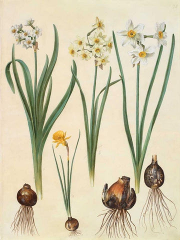 Narcissus Black Ornate Wood Framed Art Print with Double Matting by Holtzbecher, Johannes S.
