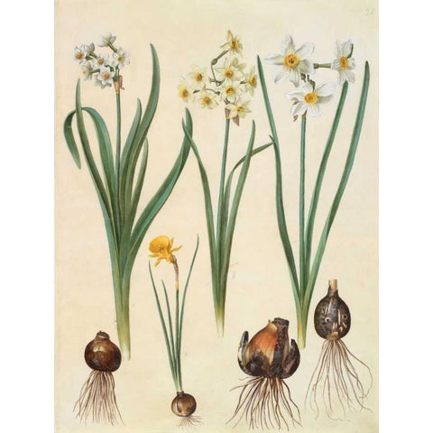 Narcissus Black Modern Wood Framed Art Print by Holtzbecher, Johannes S.