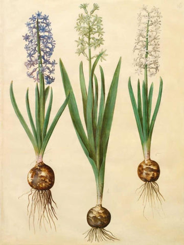Hyacinthoides orientalis Black Ornate Wood Framed Art Print with Double Matting by Holtzbecher, Johannes S.