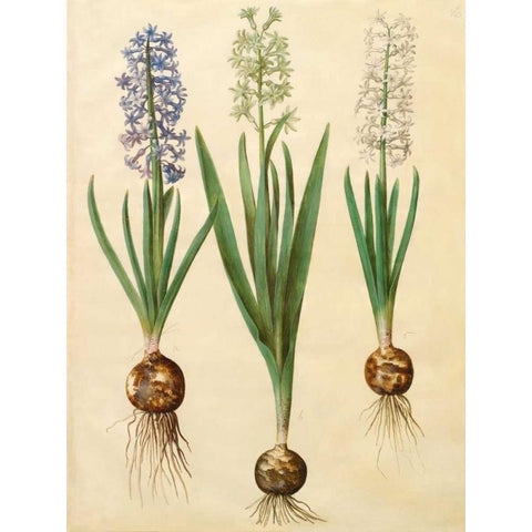 Hyacinthoides orientalis Gold Ornate Wood Framed Art Print with Double Matting by Holtzbecher, Johannes S.
