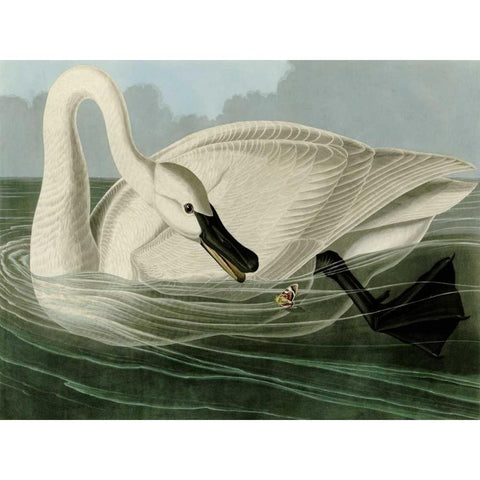 Trumpeter Swan Gold Ornate Wood Framed Art Print with Double Matting by Audubon, John James