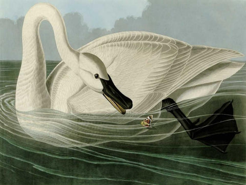 Trumpeter Swan Black Ornate Wood Framed Art Print with Double Matting by Audubon, John James